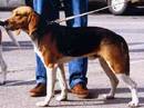 beagle harrier