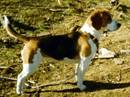 beagle