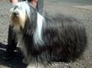 bearded collie