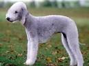 bedlington terrier