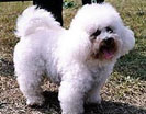 bichon a poil frise