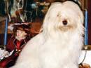 bichon havanaise