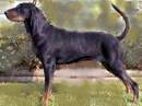 black and tan coonhound