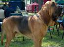 bloodhound chien de saint ubert