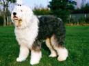 bobtail