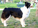 border collie