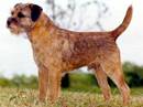 border terrier
