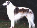 borzoi