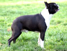 boston terrier