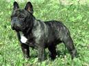 bouledogue francese