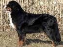 bovaro del bernese