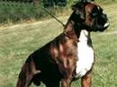 boxer
