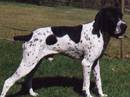 bracco d’auvergne