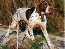 bracco francese tipo gascogne