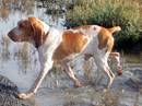 bracco italiano bianco e arancio