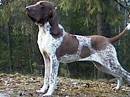 bracco italiano roano marrone