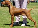 bracco ungherese a pelo corto