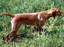 bracco ungherese a pelo duro