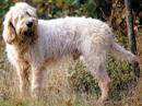 briquet griffon vendeen