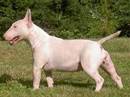 bull terrier miniature