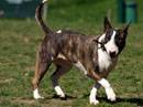 bull terrier