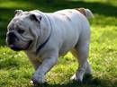 bulldog