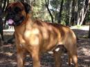 bullmastiff