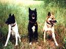 caanan dog