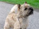 cairn terrier