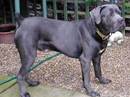 cane corso