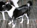 cane da orso della carelia