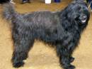 cane da pastore catalano