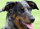 cane da pastore di beauce arlecchino