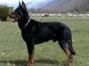 cane da pastore di beauce nero focato