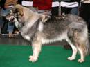 cane da pastore di karst