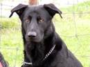 cane da pastore di mallorquin a pelo corto