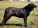 cane de castro laboreiro