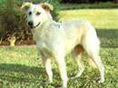 cane dell’atlas
