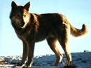cane lupo di saarloos