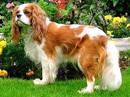 cavalier king charles spaniel