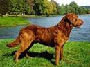 chesapeake bay retriver