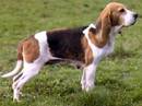 chien d’artois