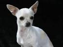 chihuahua pelo corto