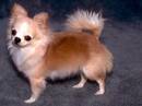 chihuahua pelo lungo