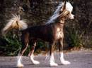 chinese crested dog
