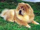 chow chow