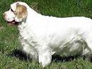 clumber spaniel