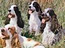 coker spaniel inglese