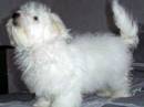 cotton de tulear
