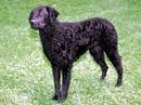curly coated retriver